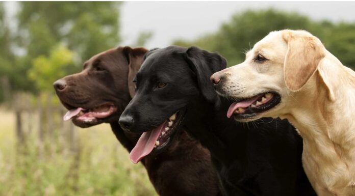 Labrador retriever
