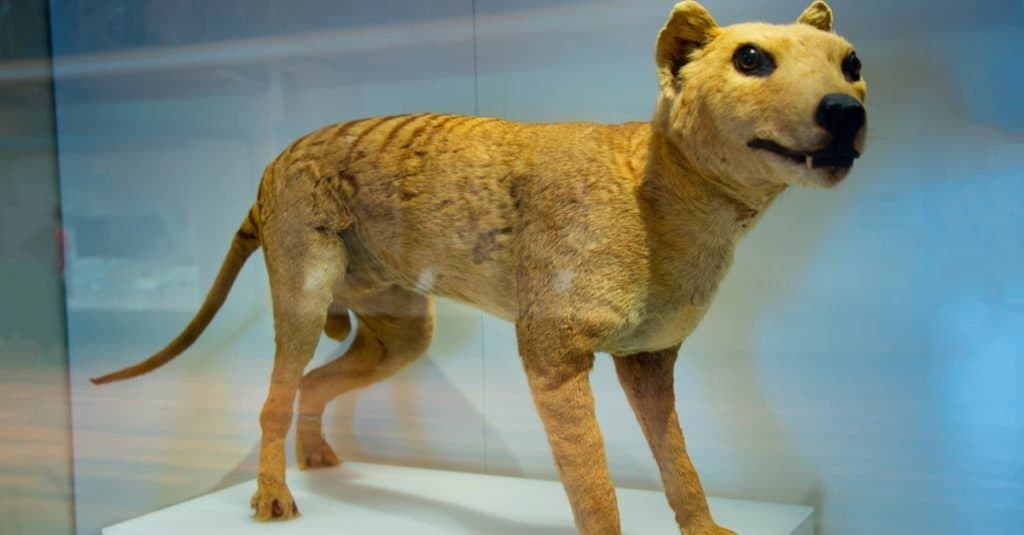 Tigre della Tasmania, animale di pezza in un museo.