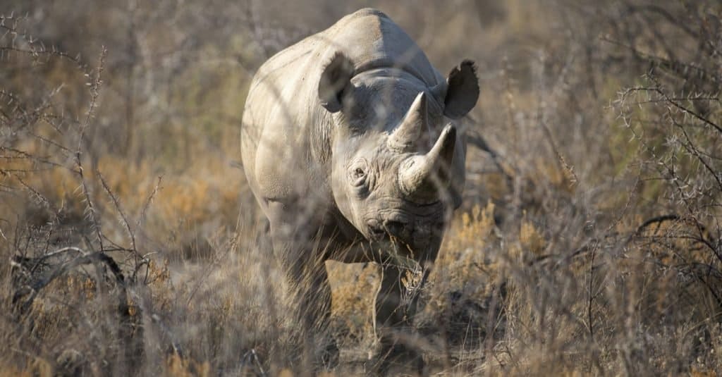 Animali estinti: rinoceronte nero dell'Africa occidentale