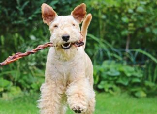 Terrier dei laghi
