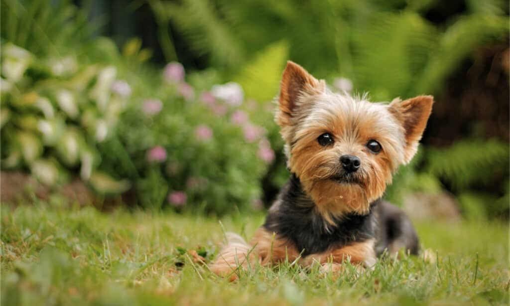 Cucciolo di Yorkshire Terrier seduto sull'erba del parco