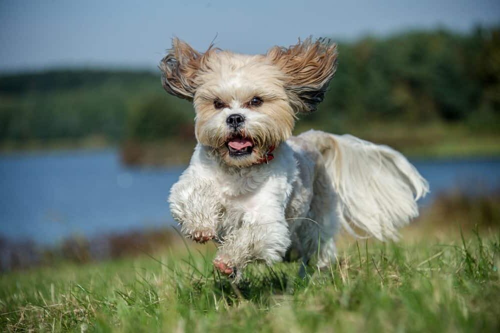 Cani più belli / più carini - Shih Tzu - che corrono attraverso un campo erboso vicino al lago