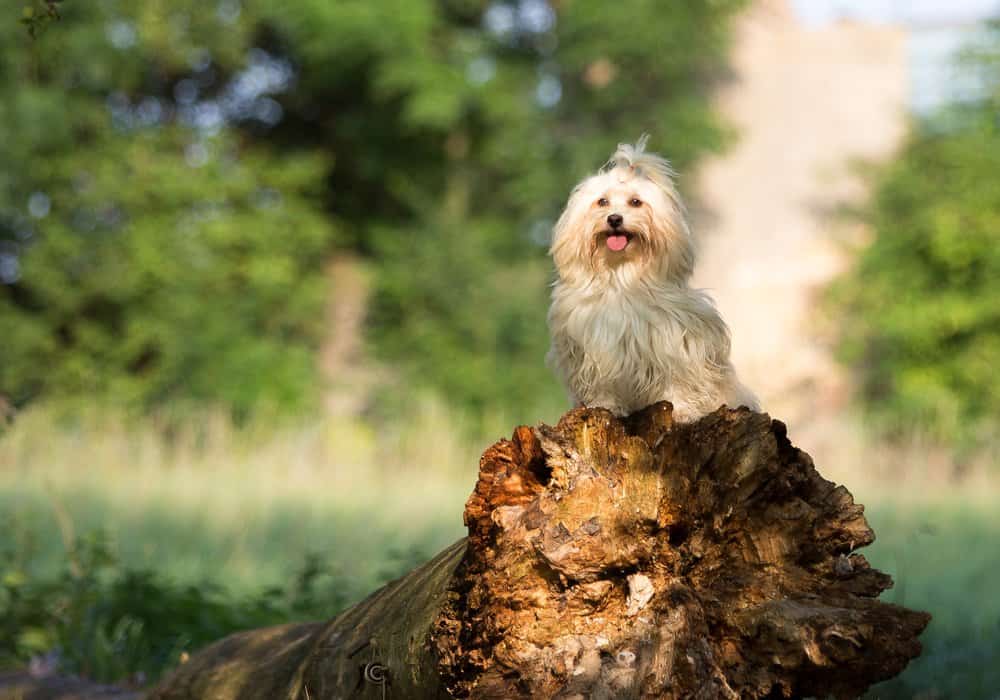 Havanese (Canis familiaris) - in piedi sul tronco