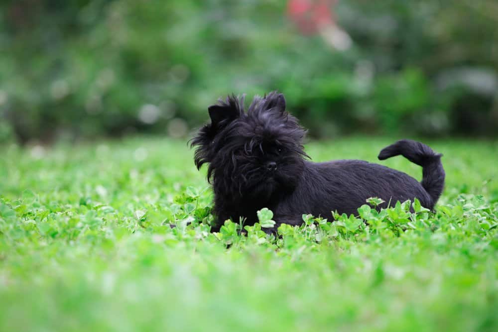Affenpinscher (cane di famiglia) - sull'erba