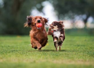 13 razze di cani più piccole del mondo
