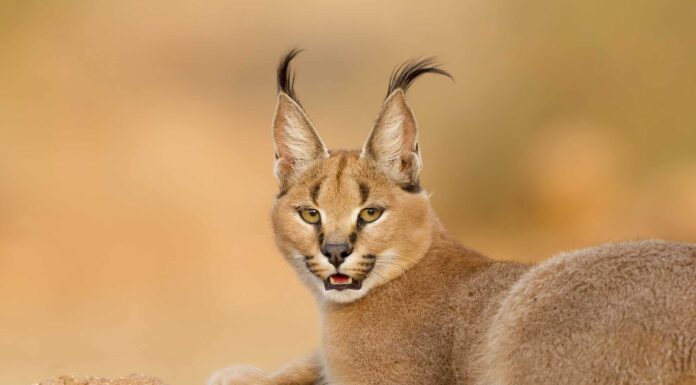 10 incredibili fatti di Caracal
