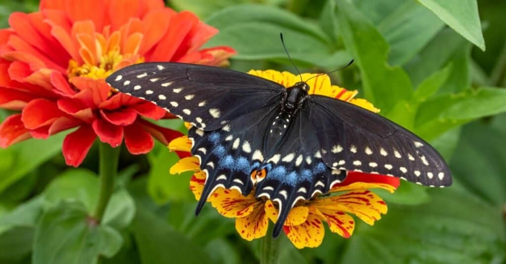Una farfalla nera a coda di rondine poggia su un fiore di zinnia giallo e rosso, una zinnia rossa accanto.  Sfondo composto da foglie di zinnia verde. 