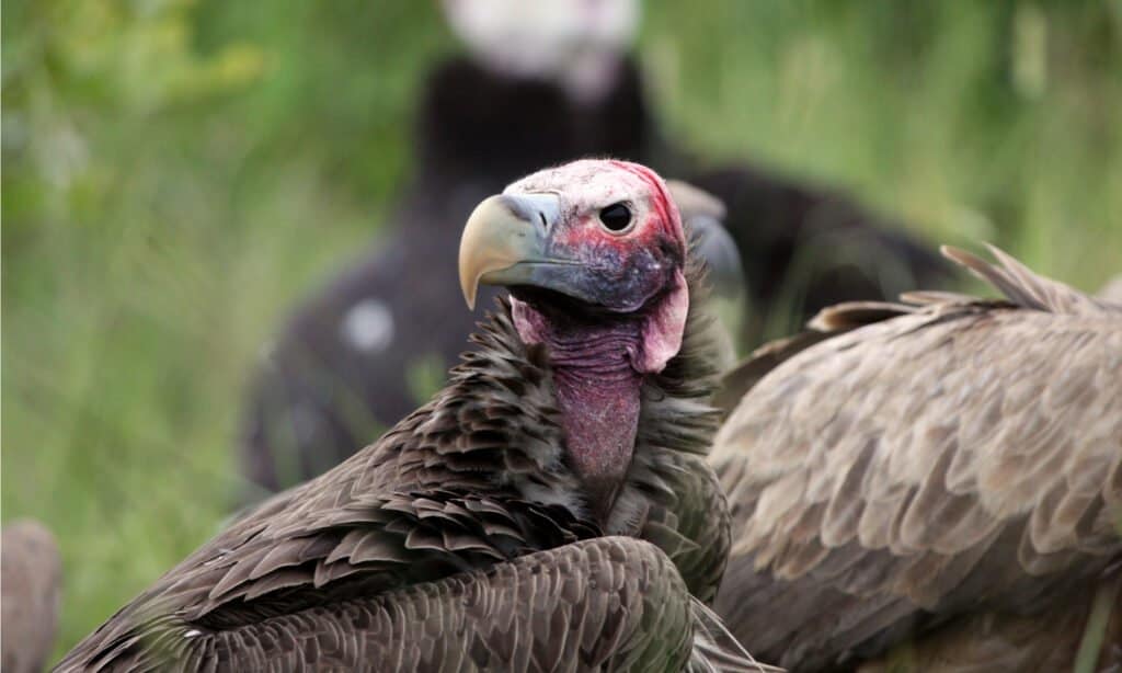 Un avvoltoio dalla faccia lappata da vicino nel Kruger National Park.  L'uccello ha pieghe di pelle che ricadono sulle orecchie e ricordano a qualcuno i risvolti che pendono dal berretto di pizzo di una signora.