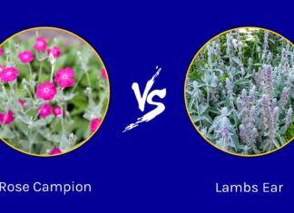 Rose Campion vs Lambs Ear: quali sono le differenze?
