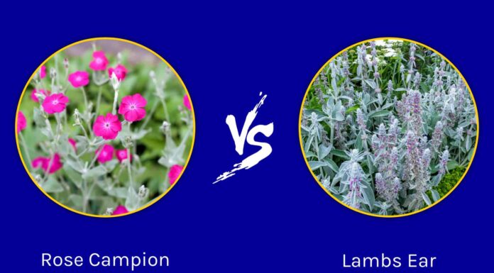 Rose Campion vs Lambs Ear: quali sono le differenze?
