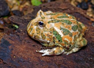 Pacman,Frog,Or,Toad,,South,American,Horned,Frogs,Ceratophrys,Cornuta