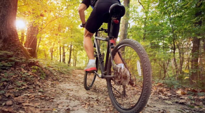 mountain bike on sunny day in forest