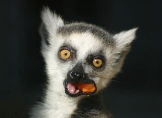 Lemure
