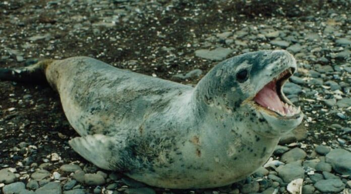 Foca leopardo
