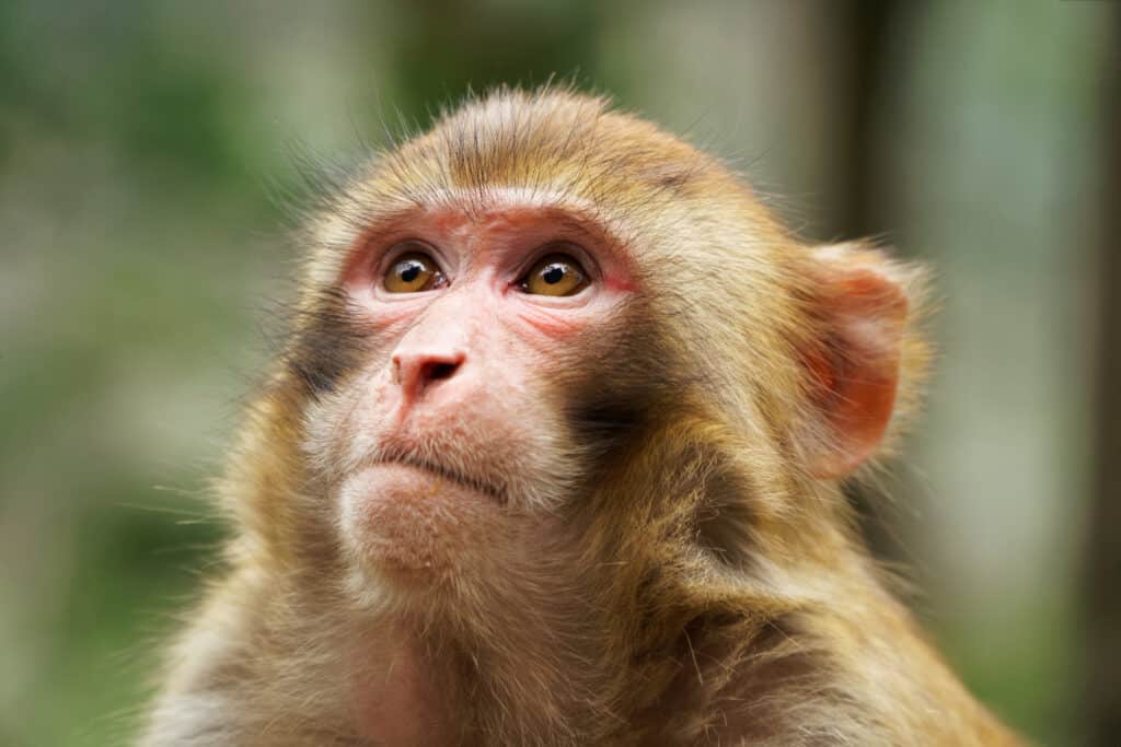 Closeup ritratto di un macaco Rhesus contro uno sfondo verde sfocato