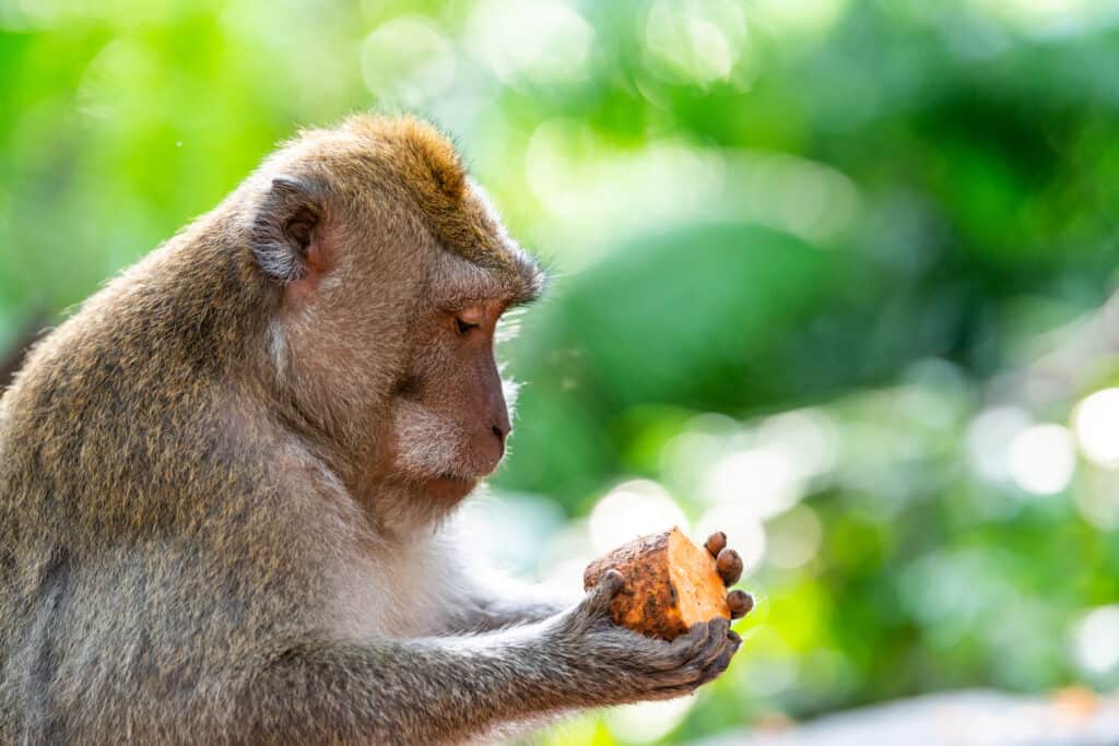 Scimmia macaco che tiene una patata dolce.