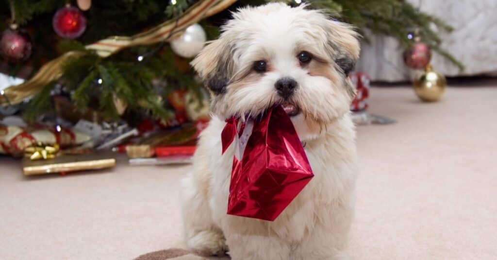 Simpatico cucciolo di Lhasa Apso a Natale.