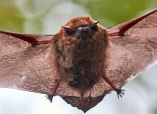 Piccolo pipistrello marrone
