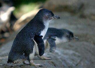 Piccolo Pinguino
