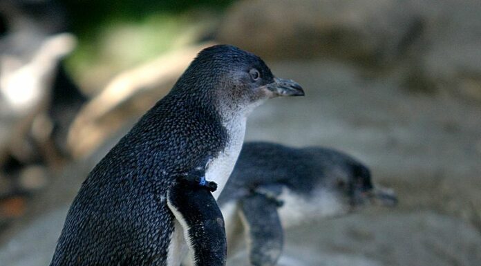 Piccolo Pinguino

