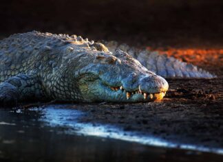 Gli incredibili dettagli di come i coccodrilli possono passare un anno senza mangiare
