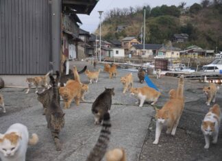 Scopri le "Isole dei gatti" giapponesi dove i gatti sono più numerosi degli umani 8:1
