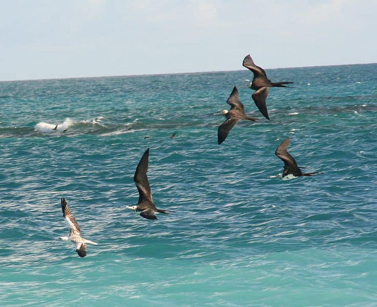 Fregate che rubano cibo ad altri uccelli marini