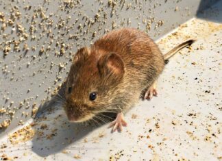 7 modi migliori per trattare un'infestazione da topi
