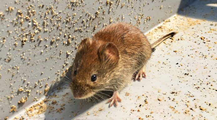 7 modi migliori per trattare un'infestazione da topi
