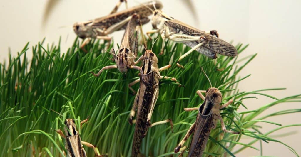 Locusta del deserto (Schistocerca gregaria) che mangia erba verde.
