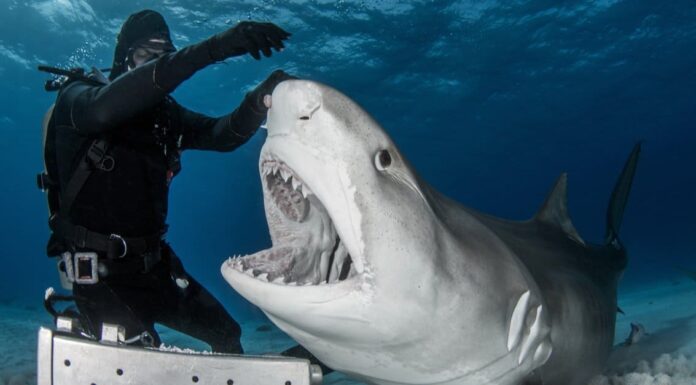 Scopri lo squalo più grande mai catturato in Florida
