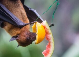 10 incredibili fatti sui pipistrelli della frutta
