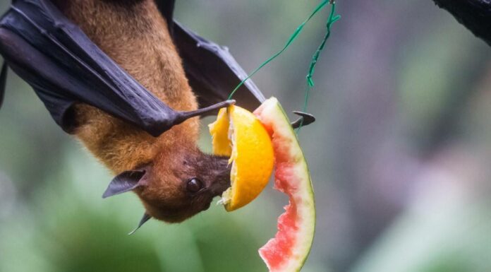 10 incredibili fatti sui pipistrelli della frutta
