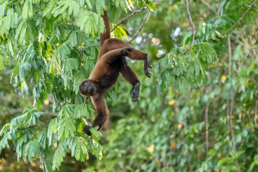 Scimmia lanosa marrone appesa per la coda a un albero
