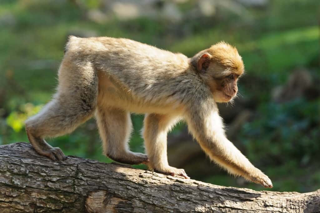 Un giovane macaco barbaresco che cammina lungo un ramo di un albero