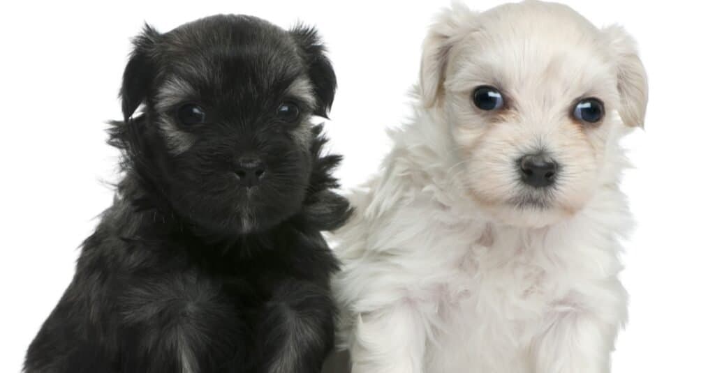 Due simpatici cuccioli di Leone Lowchen o Petit Chien, di 3 settimane.