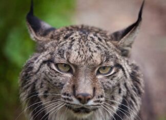 Lince
