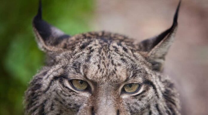 Lince
