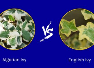 Algerian Ivy vs English Ivy: qual è la differenza?
