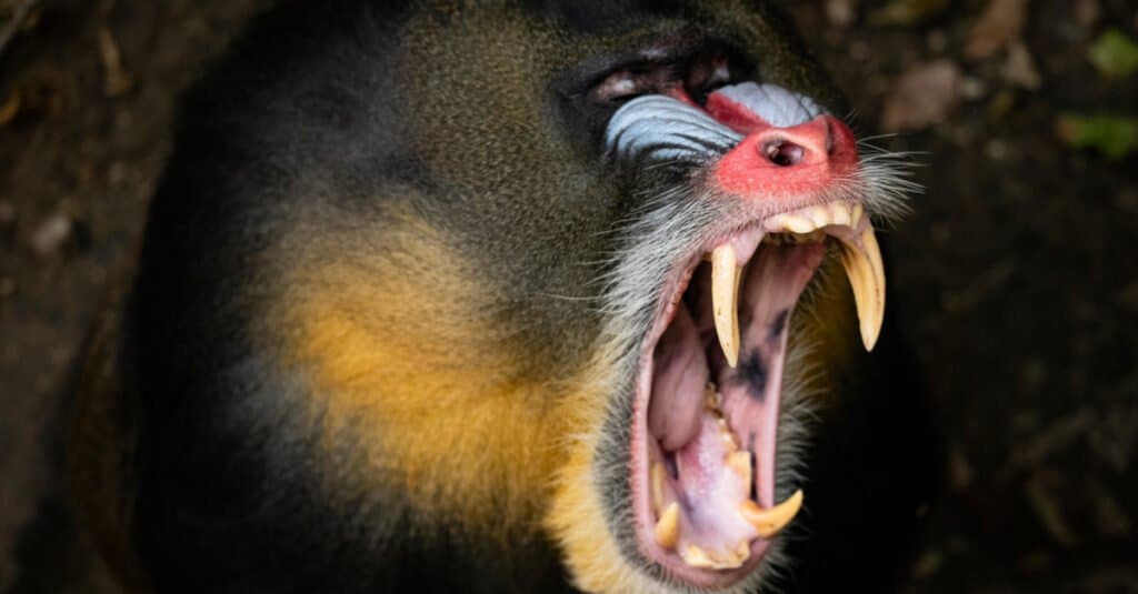 Denti di scimmia - Denti di mandrillo
