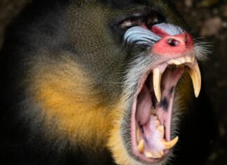 Monkey Teeth - Do Monkeys Bite