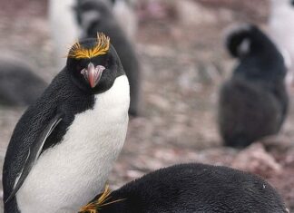 Maccheroni pinguino
