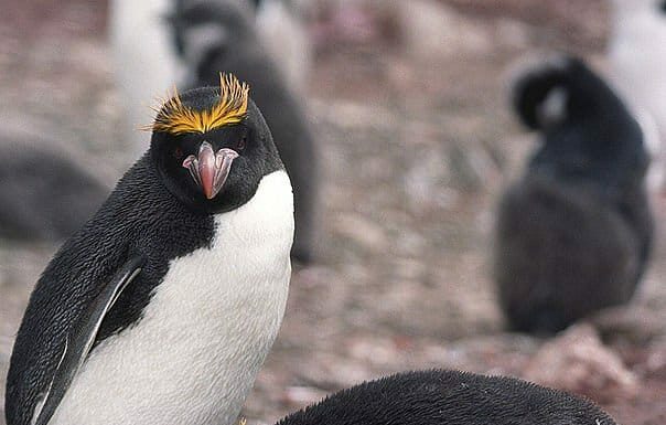 Maccheroni pinguino
