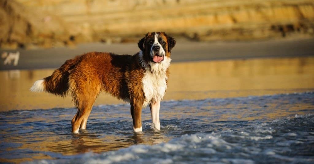 Ritratto all'aperto del cane di San Bernardo in spiaggia