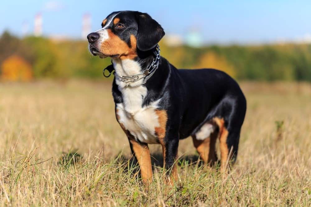 Cane da montagna Entlebucher in piedi nel campo