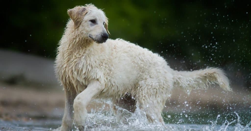 Simpatico cane Kuvasz che gioca in acqua in estate.