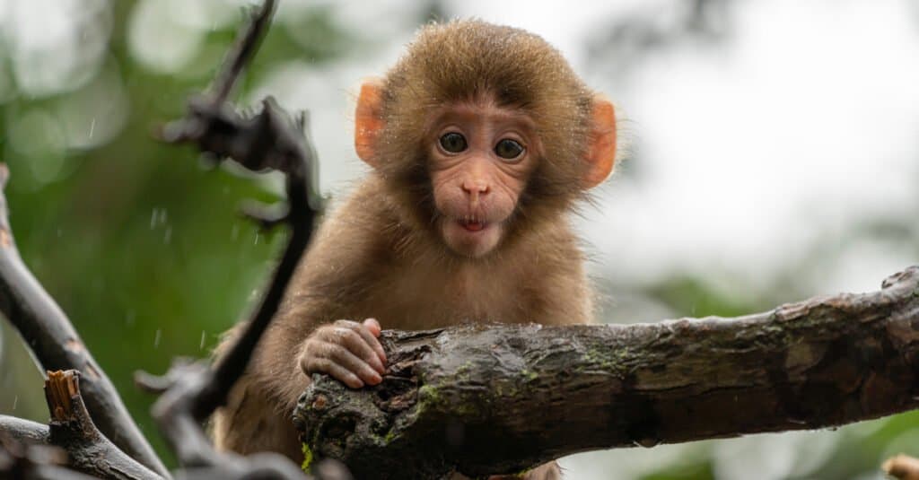 Animali che costruiscono cose come gli umani: primati non umani