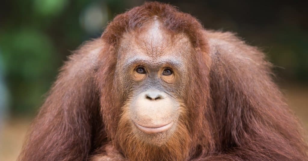 Animali più intelligenti: gli oranghi