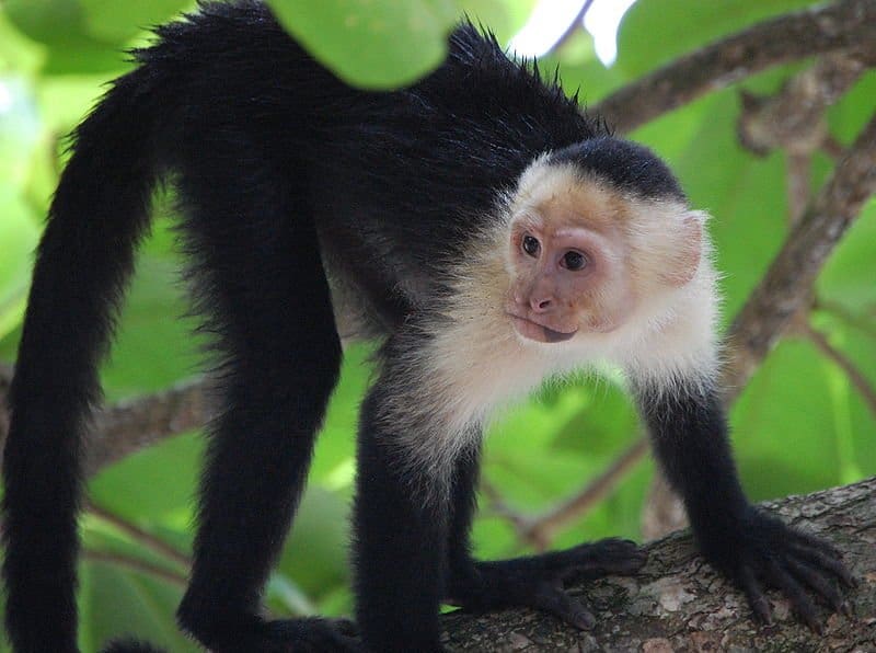 Scimmia cappuccino dalla faccia bianca (Cebus capucinus) nel Parco Nazionale di Manuel Antonio, Costa Rica.