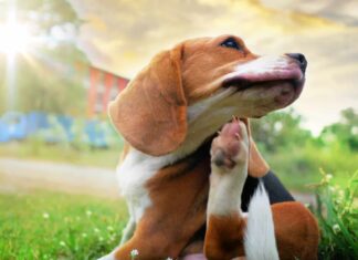 6 motivi per cui il tuo cane si gratta così tanto e come aiutarlo
